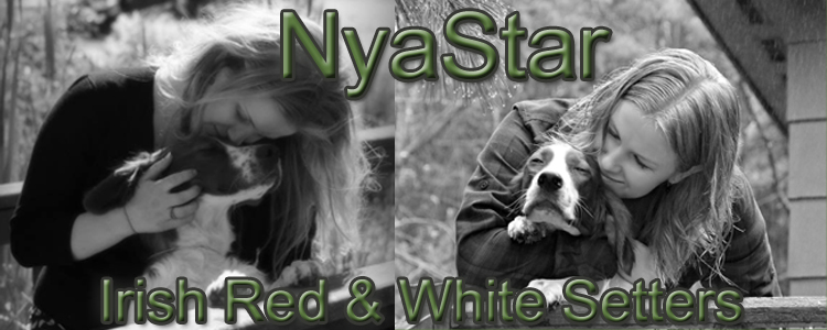 NyaStar Irish Red & White Setters